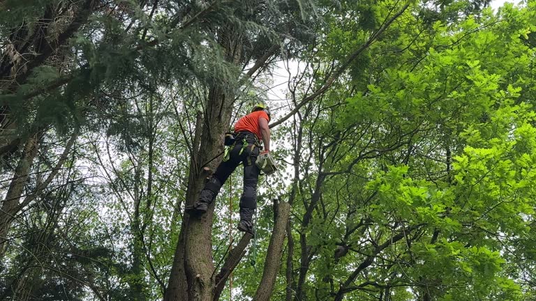 How Our Tree Care Process Works  in Loop, PA